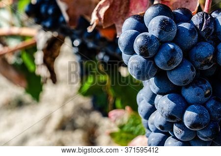 Racimo De Uvas A Punto De Ser Recolectadas