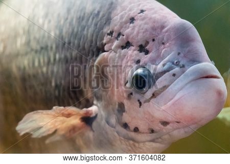 Giant Gourami Fish, Osphronemus Goramy Swims In An Aquarium.