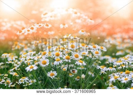Many Flowers Of Chamomiles On A Sunny Meadow With   Are Macro. Summer Spring Light Gentle Floral Bac