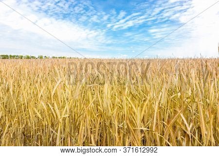 Scenic Landscape Of Growing Golden Organic Wheat Stalk Field Against Blue Sky On Bright Sunny Summer