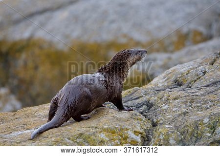 River Otter Looks Up From Lichen Covered Rocks On Shore, Clover Point, Vancouver Island, British Col