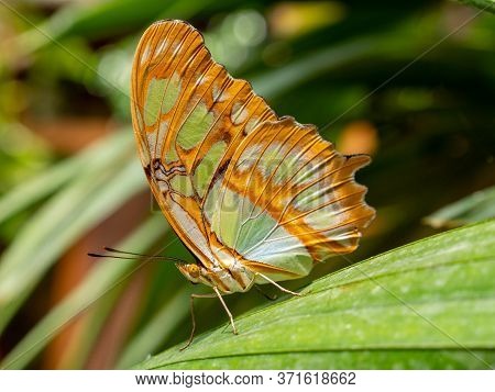 Malachite Butterfly (siproeta Stelenes) Isolated On A Leaf With Blurred Background
