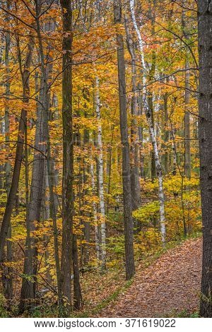 Pake In Fall Time Near Toronto, Canada