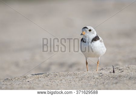 Piping Plover Is A Near Threatened Sand-colored, Sparrow-sized Coastal Shorebird. Photographed At He