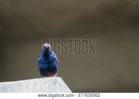 Portrait Of Indian Robin (copsychus Fulicatus) Perched On A Wall And Staring At The Camera