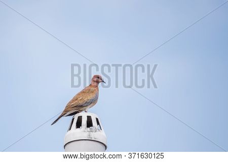 Laughing Dove (streptopelia Senegalensis) Perched On An Exhaust Pipe