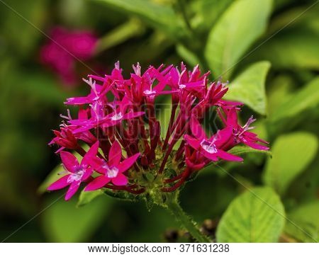 Pink Egyptian Starcluster Pentas Lanceolata Bush Green Leaves Easter Island Chile