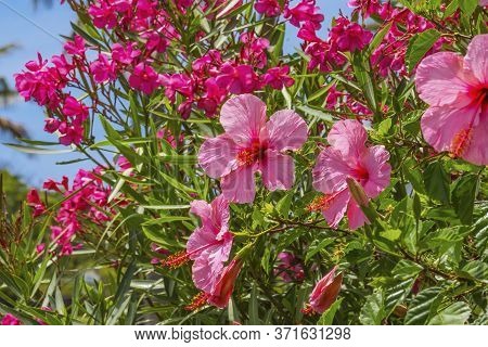 Pink Egyptian Starcluster Pentas Lanceolata Bush Green Leaves Easter Island Chile