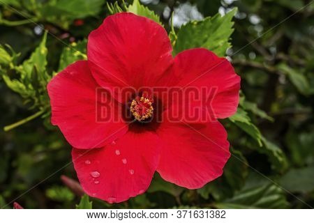 Pink Egyptian Starcluster Pentas Lanceolata Bush Green Leaves Easter Island Chile