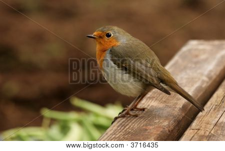 Robin