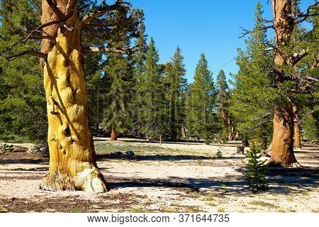 Alpine Meadow Surrounded By Lodgepole Pine Trees Taken In The Sierra Nevada Mountains, Ca