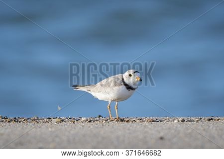 A Piping Bird Hunts For Jump Shrimp With The Background Of The Atlantic Ocean. Photographed At The H