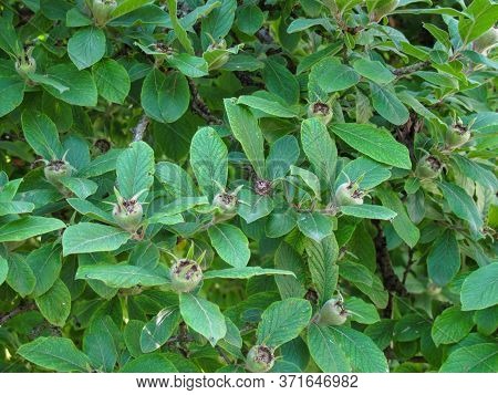 Tree Branch With Raw Medlar Or Mespilus Germanica Fruits In Garden In Spring. Medlar Fruits Among Th