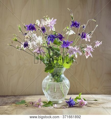 Rustic Still Life In A Glass Vase Beautiful Flowers Pink White Blue Aquilegia Wooden Background. Aqu