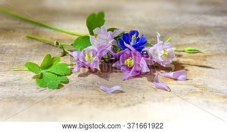 Beautiful Flowers Pink, White, Blue Aquilegia Lie In Drops Of Water On A Wooden Board. Aquilégia Vul