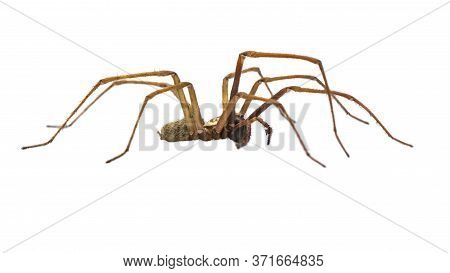 Giant House Spider (eratigena Atrica) Side View Of Arachnid With Long Hairy Legs Isolated On White B