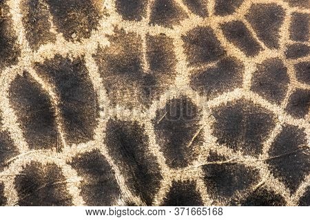 Giraffe Camouflage Fur Pattern Close-up Abstract Safari Theme Metaphore