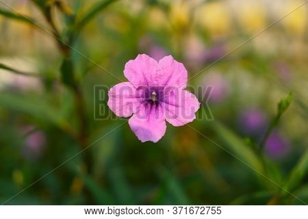 Beautiful Purple Britton's Wild Petunia On Green Leaves Blur Background