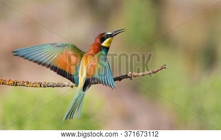 European Bee-eater, Merops Apiaster. In The Early Morning, The Bird Sits On A Beautiful Old Branch. 
