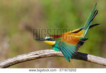 European Bee-eater, Merops Apiaster. In The Early Morning, The Bird Sits On A Beautiful Old Branch. 