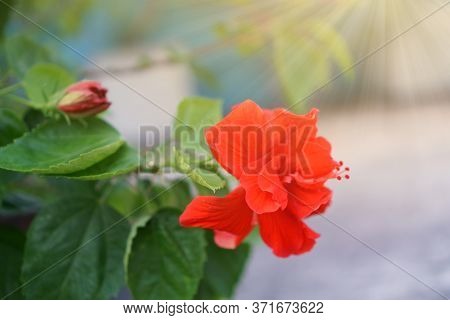Red Hawaiian Hibiscus Blooming Under Sun Light