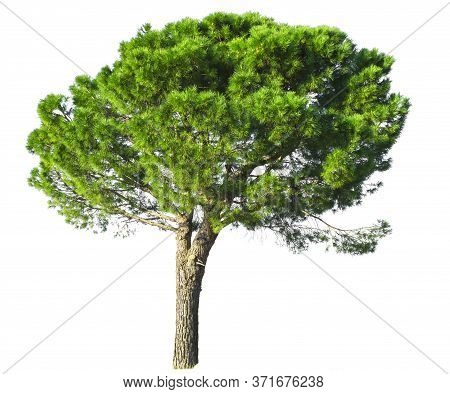 A Stone Pine, Umbrella Form Tree Isolated, Dicut On White Background With Clipping Path