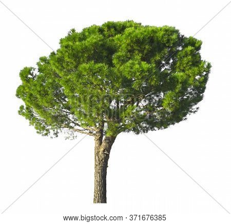 An Italian Stone Pine, Known As Stone Pine Tree, Umbrella Form Dicut, Isolated On White Background W