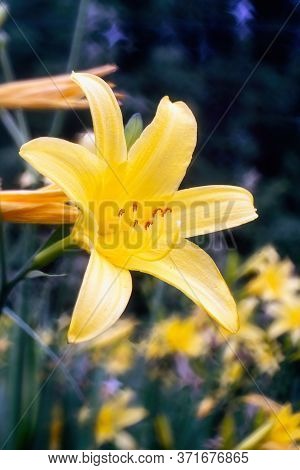 Daylily Blossom In Summer