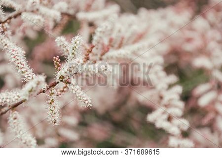 Flowers Of Tamarisk. Spring Beautiful Still Life