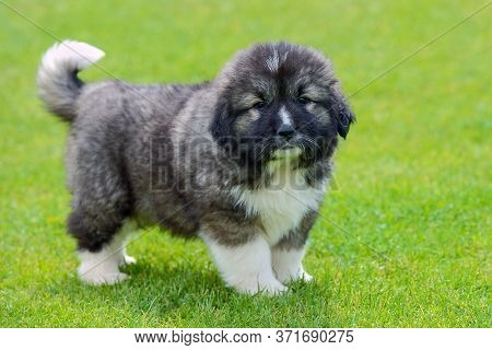 Little Cute Caucasian Shepherd Puppy On A Background Of Green Grass Close-up