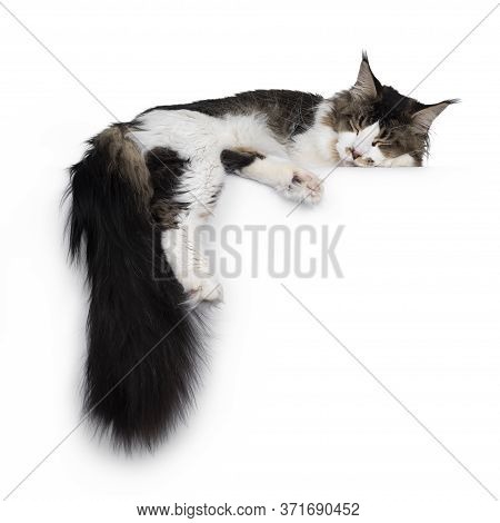 Adorable Young Bicolor Ticked Maine Coon Cat, Laying Sleeping On An Edge. Long Tail Hanging Down Fro