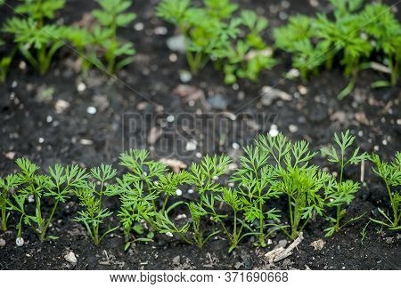 Fresh Dill  (anethum Graveolens) Growing On The Vegetable Bed. Annual Herb, Family Apiaceae.  Growin