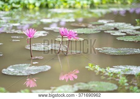 Lotus Bloom Colorful Pink In The Lake.
