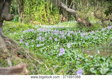 Water Hyacinth Flower Fields Bloom Colorful Purple In The Lake.