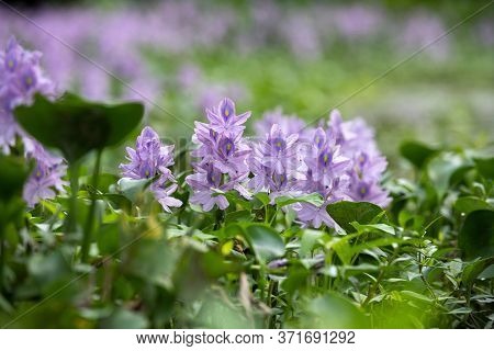Close Up Water Hyacinth Flower Fields Bloom Colorful Purple In The Lake.