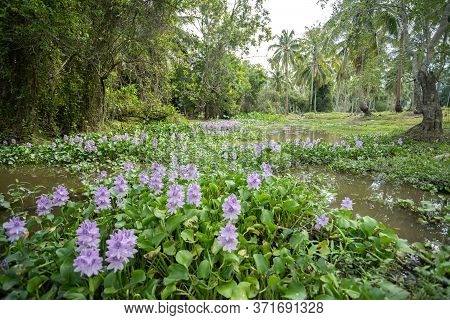 Water Hyacinth Flower Fields Bloom Colorful Purple In The Lake.