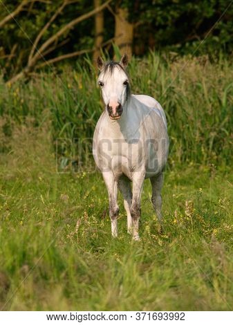 An Overweight Grey Welsh Pony Stands In A Summer Paddock.