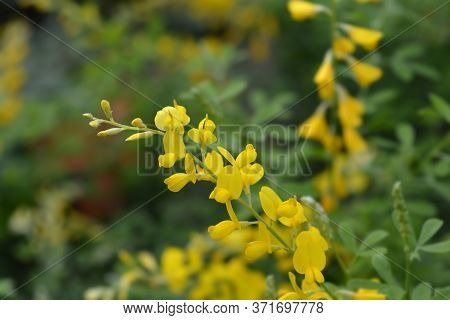 Easter Broom Flowers - Latin Name - Genista X Spachiana