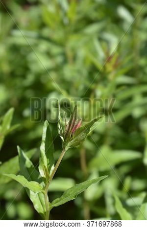 Narrowleaf Evening Primrose Flower Bud - Latin Name - Oenothera Fruticosa