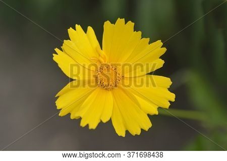 Large-flowered Tickseed Sonnenkind Flower - Latin Name - Coreopsis Grandiflora Sonnenkind