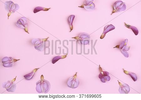 Pink Background From Acacia Flowers. Natural Background