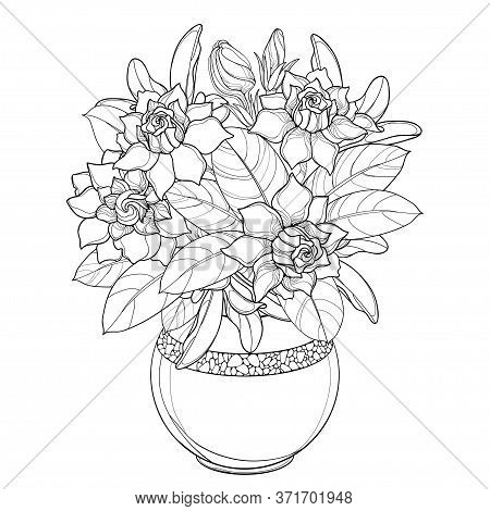 Vector Bouquet With Outline Gardenia Flower, Bud And Ornate Leaf In Round Vase In Black Isolated On 