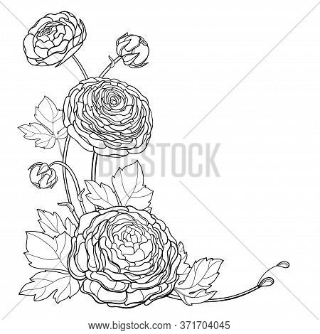 Vector Corner Bouquet Of Outline Ranunculus Or Buttercup Flowers, Bud And Leaves In Black Isolated O