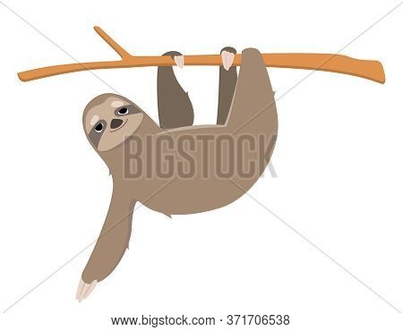 Sloth Hanging On Branch. Lazy Animal In Cartoon Style Isolated On White Background.