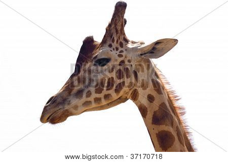 Giraf