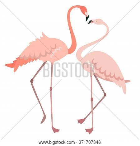 Male And Female Flamingo. Pink Birds In Flat Style Isolated On White Background.