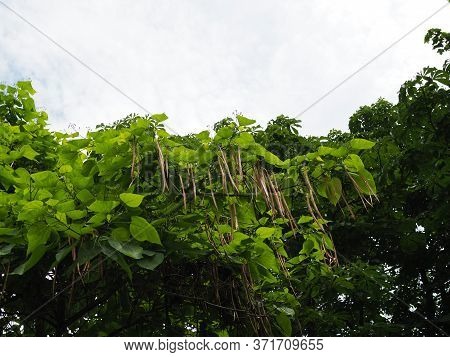 Branch Of Catalpa Bignonioides Tree With Fruit