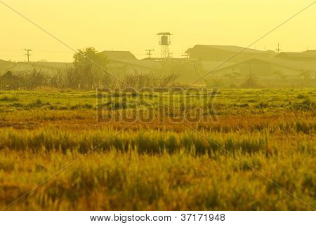 Ryż pole trawa zielony dom tło trawnik zachód wschód