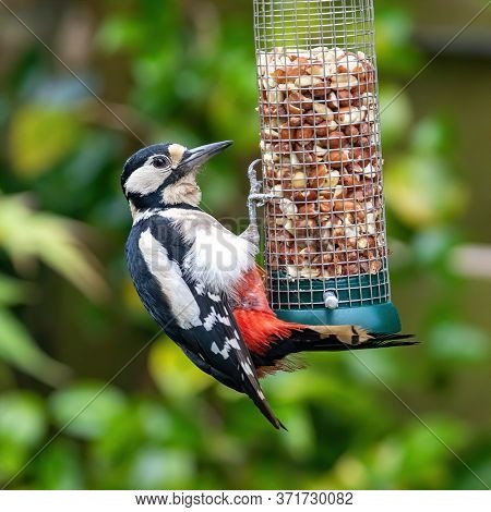 Female Great Spotted Woodpecker, Dendrocopos major, feeding from a hanging bird feeder filled with peanuts. Green foliage background. Hampshire, UK. 