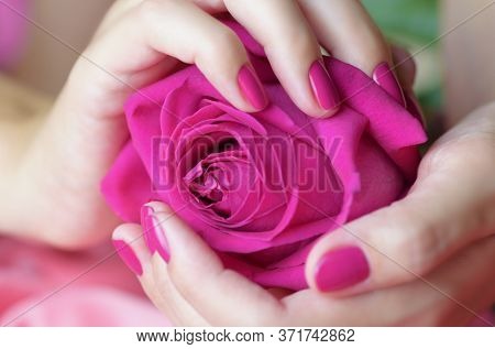 Female Hands With Pink Manicure Holding A Pink Rose